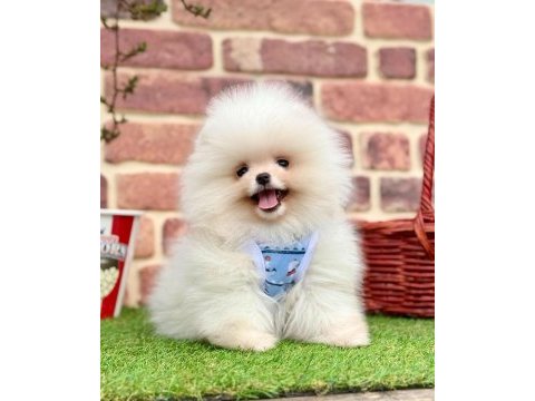Safkan pomeranian boo bebekler