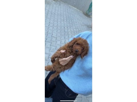 Toy poodle yavrumuz 3.5 aylık tüm aşıları tam (erkek)