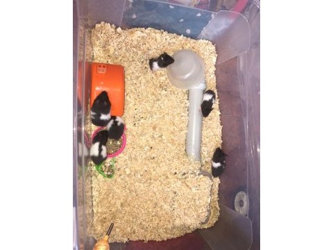 Suriye hamsterları 4 haftalık