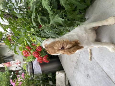Uygundan verilecek bal tatlısı cavalier king charles yavru