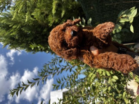Kore teddy baba anne toy poodle