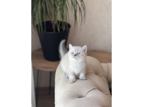 Üst kalite british shorthair silver point