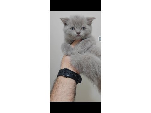 British shorthair kedisi