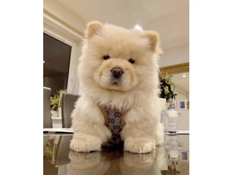 Çin aslanı chow chow yavrularımız