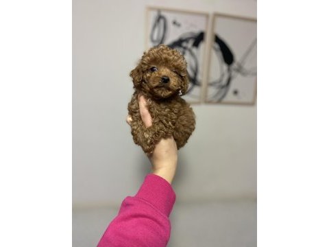 Teacup dişi poodle yavrum