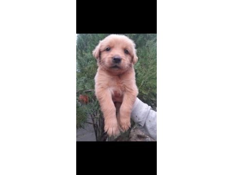 Golden retriever babyface yavrularım