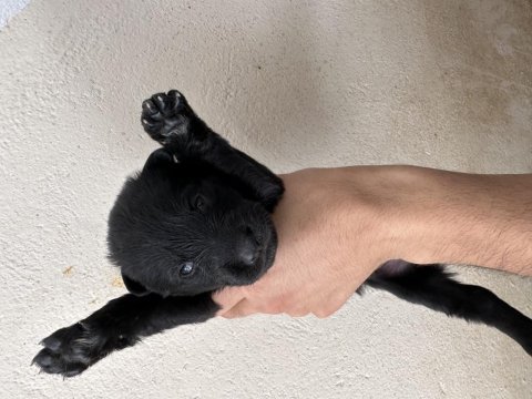 Orijinal baba scrli solid black anne saf kan