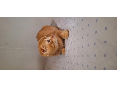Scottish fold gold yavrumuz