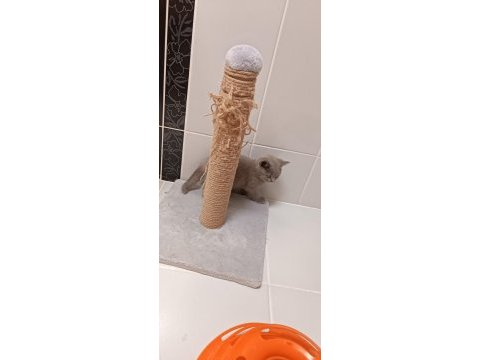 Safkan british ve scottish fold yavrular