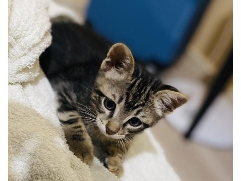 2,5 aylık erkek yavru kediye acil yuva arıyoruz