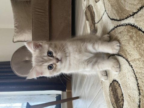British shorthair kızımın yavrusu