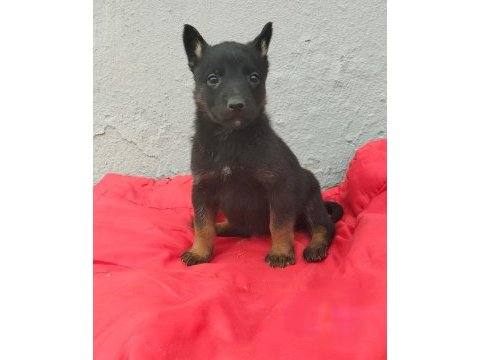Mükemmel kan hattına sahip malinois yavrular 