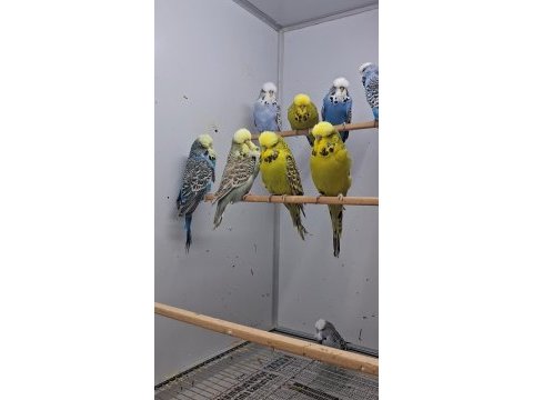 Show jumbo muhabbet kuşları