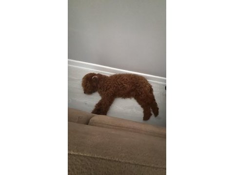 Poodle yavrumuza aile arıyoruz