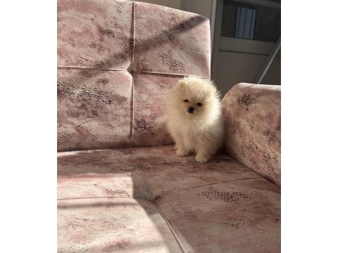 Kartopu pomeranian boo yavrumuz