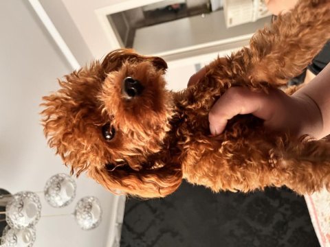 Poodle eşleşme ilanıdır