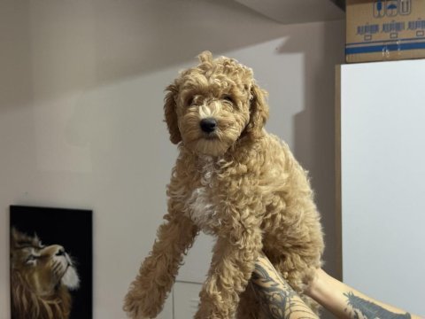 Wc eğitimli maltipoo yavrularımızı canlı görün