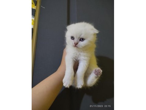 Orjinal safkan british shorthair yavrular