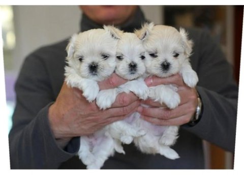Korean maltipoo 1.250 gram