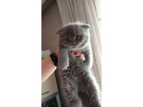Scottish fold