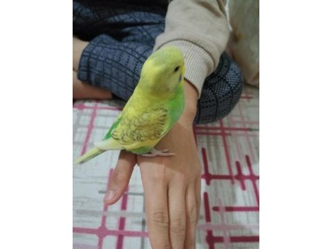Evdeki kendi muhabbet kuşlarımın yavruları