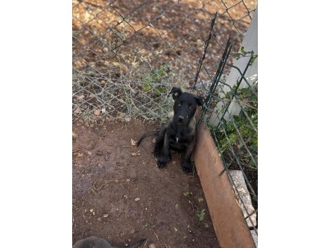 Romanya kan hattı malinois yavrular