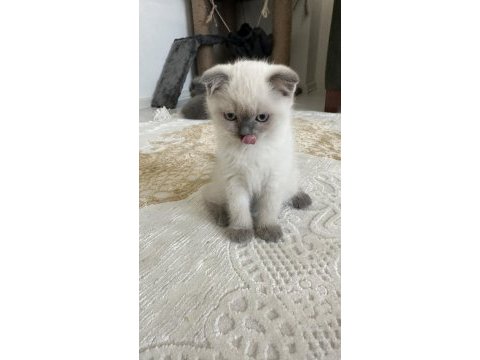 Yakışıklı paşalarım scottish fold