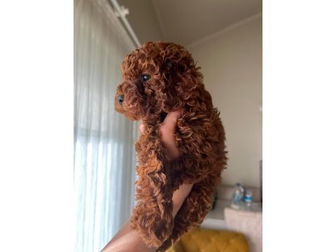Sağlık ve ırk garantili toy poodle bebekler