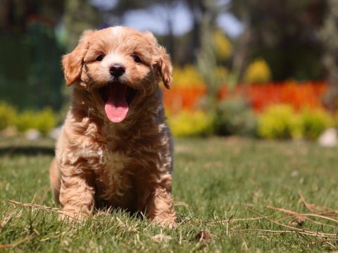 Leo sizi bekliyor maltipoo