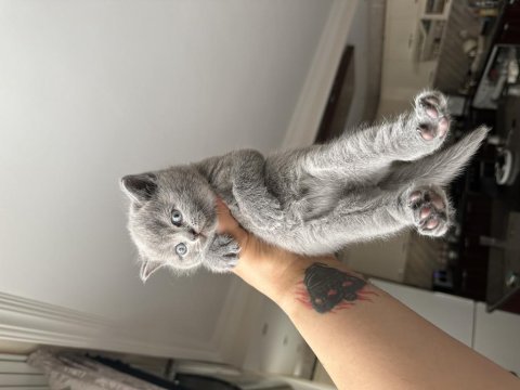 British shorthair tosuncuklar yeni ailesini bekliyor