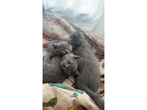Yavru british shorthair kedisi