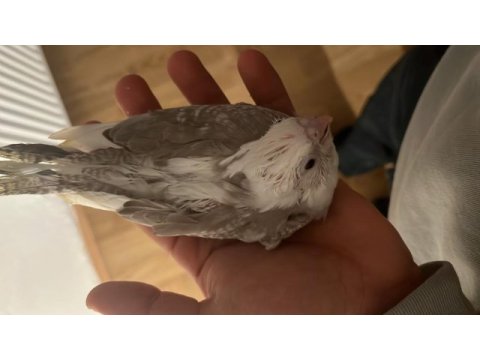Sezonun son sultan yavruları 2 aylık bebek kuşlar