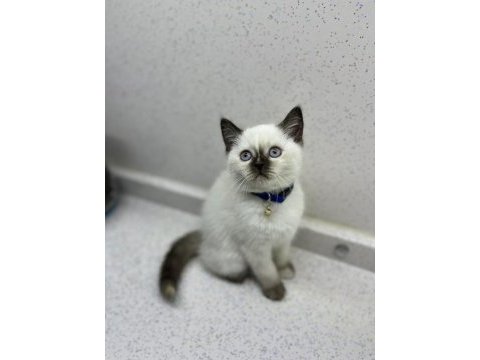 Yok böyle british shorthair