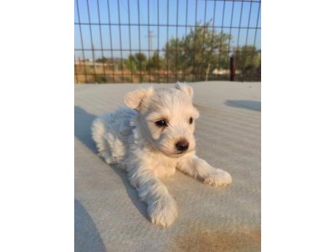 Maltese terrier bebeklerimiz yeni ailesine gitmeye hazır