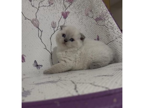 Bal küpü blue point scottish fold bebekler
