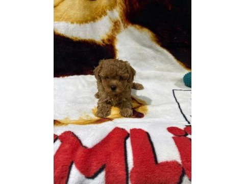 Toy poodle yavruları