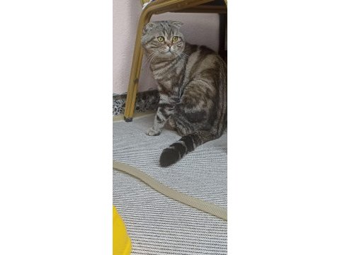 Kayıp ilanı scottish fold kedim çipli