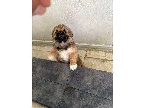 Safkan çin pekinezi 3 aylık