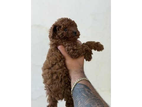 Erkek ve dişi kg garantili toy poodle bebekler