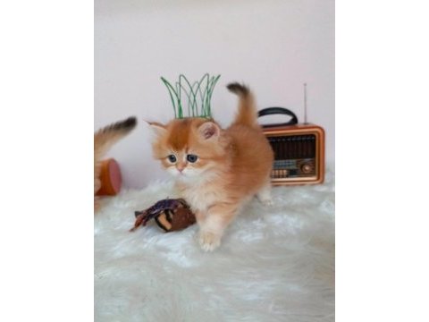 Efsane saf kan golden longhair dişi erkek bebeklerim