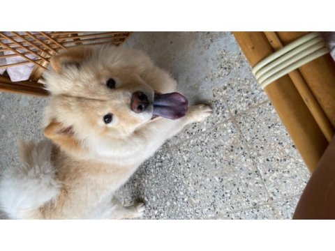 Çin aslanı bebeğimin alerjisi çıktığından