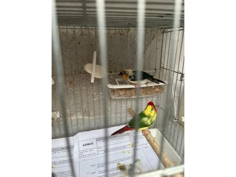 Ağır parçalı parrot goldian finch cinemonlar