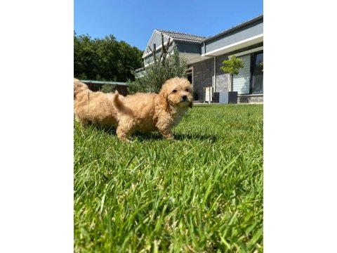 Ruhsatli çiflikten maltipoo yavrulari 