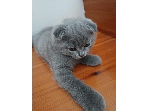 British shorthair kül rengi yavrumuz