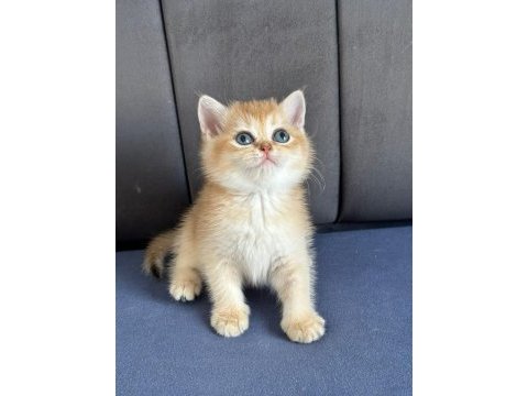 A kalite british shorthair gold yavrular