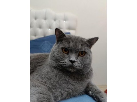 British shorthair kedimize yuva arıyoruz