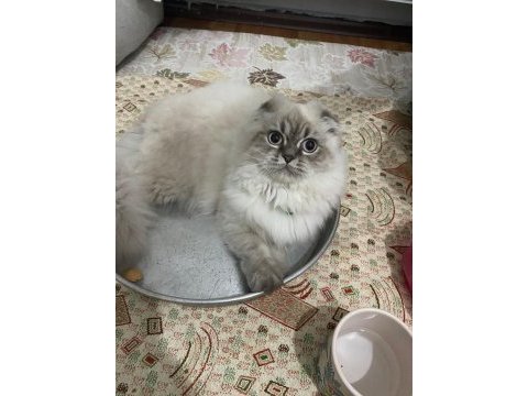 Scottish fold