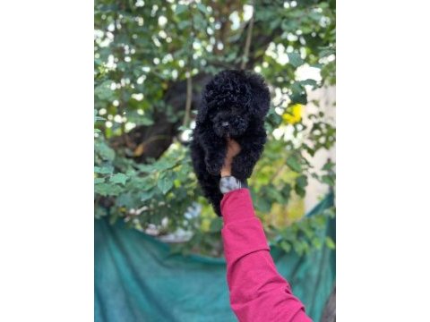Silver taşıyıcı toy poodle