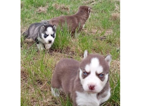 Sibirya kurdu (husky) yavruları üretim çiftliğinden