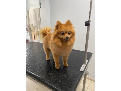 Yetişkin 1 yavrusuyla birlikte verilecek pomeranian
